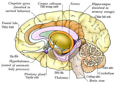NHIỄM SIÊU VI HỆ THẦN KINH 